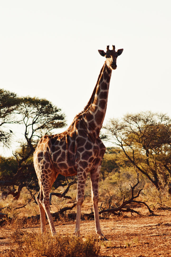 西游记口袋版 九游版